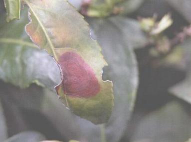 茶轮斑病
