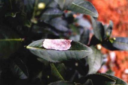 茶树炭疽病