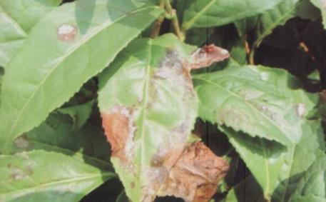 茶褐色叶斑病