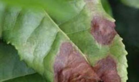 茶褐色叶斑病
