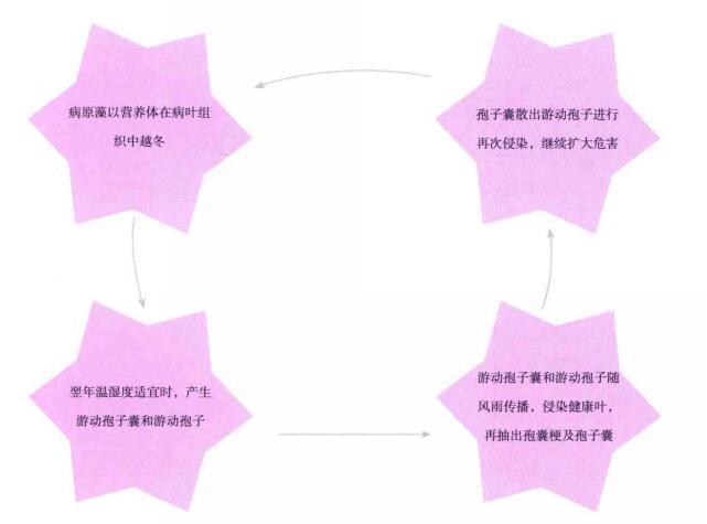 侵染循环示意图