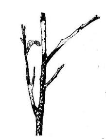 茶枝梢黑点病