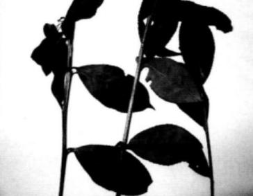 茶枝梢黑点病
