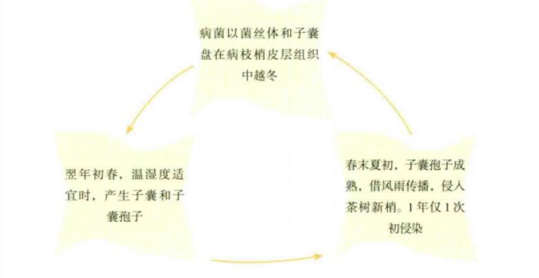 侵染循环途径示意图