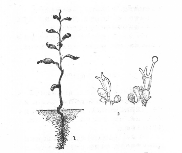 1.症状；2.病原菌的担子及担孢子