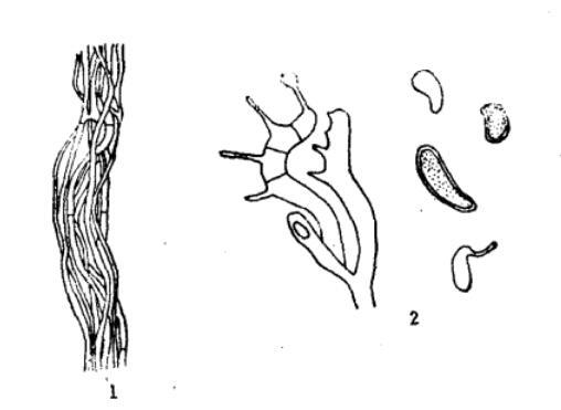 1.根状菌索;2.担子及担孢子