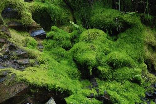 茶树地衣和苔藓相关图