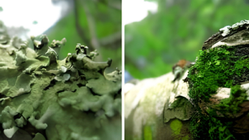 茶树地衣和苔藓