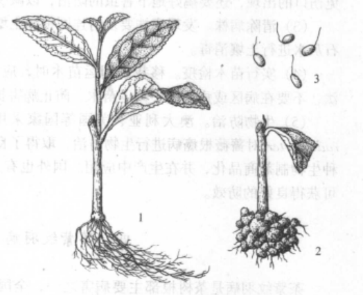 1.健株2.病株受害状3.病原细菌