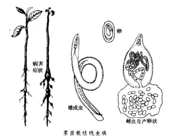 茶苗根结线虫病-病原
