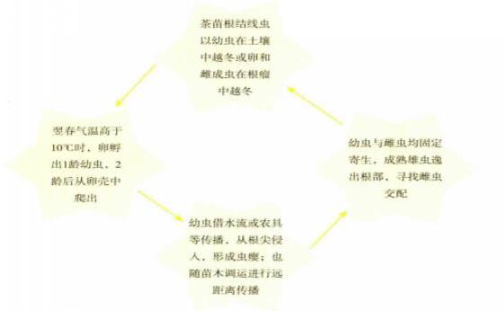 侵染循环路径示意图