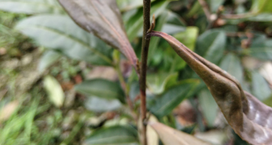 茶胴枯病