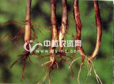 茶红根腐病发病症状图片