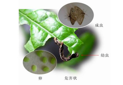 茶尺蠖
