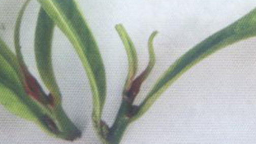 茶尺蠖