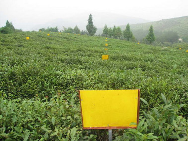 茶尺蠖