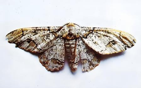 油桐尺蠖