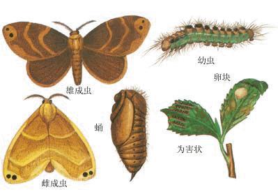 茶毛虫