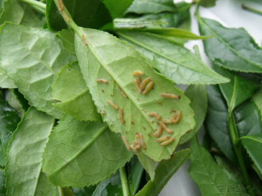 茶毛虫