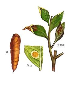 茶小卷叶蛾 形态