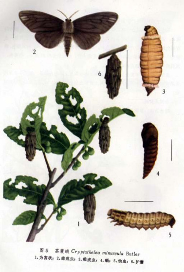 茶树茶蓑蛾