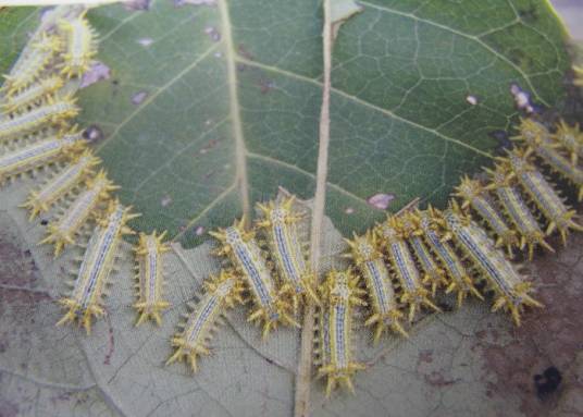 茶树丽绿刺蛾相关图