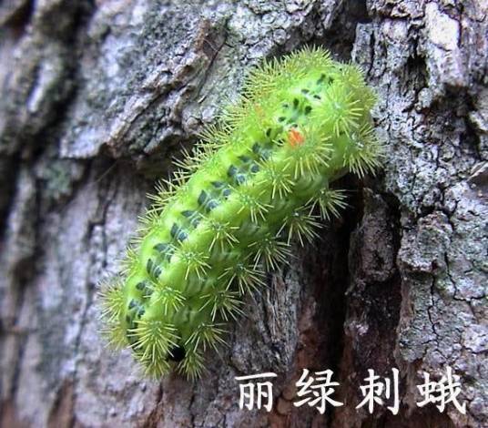 丽绿刺蛾图