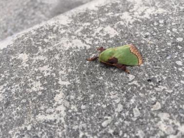 褐边绿刺蛾成虫