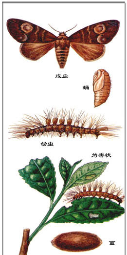 茶黑毒蛾