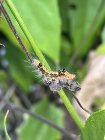 台湾黄毒蛾