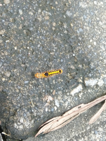 台湾黄毒蛾