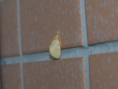 台湾黄毒蛾