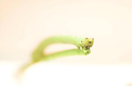 木橑尺蠖