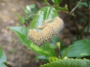 茶白毒蛾幼虫