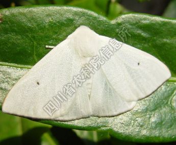 茶白毒蛾
