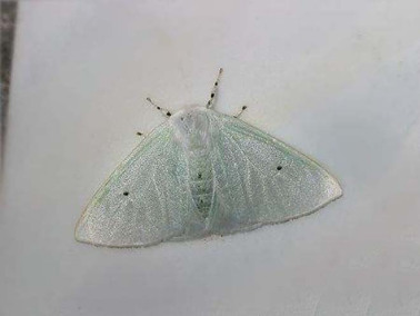 茶白毒蛾