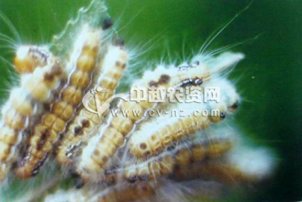 茶白毒蛾幼虫
