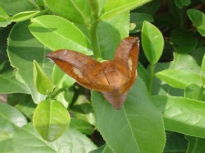 茶蚕相关图