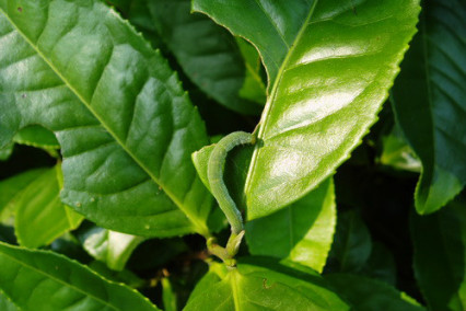 茶银尺蠖幼虫