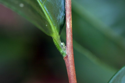 茶银尺蠖卵