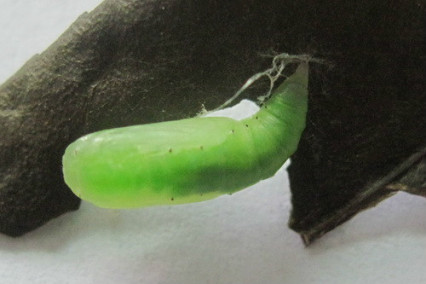 茶银尺蠖蛹