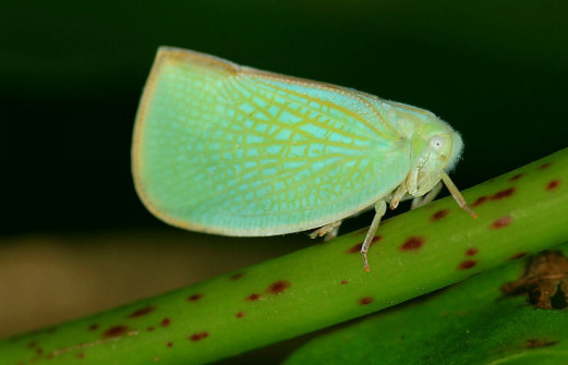 碧蛾蜡蝉