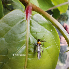 茶角盲蝽