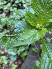 茶角盲蝽