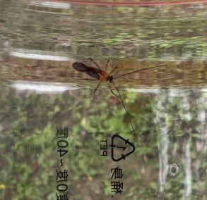 茶角盲蝽