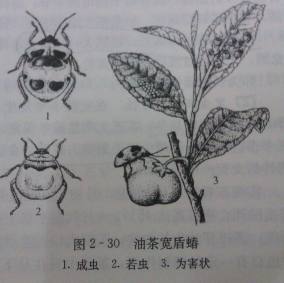 油茶宽盾蝽