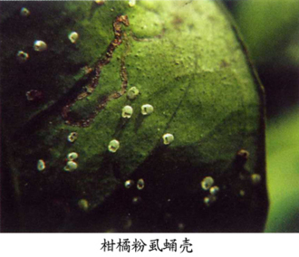 柑橘粉虱4