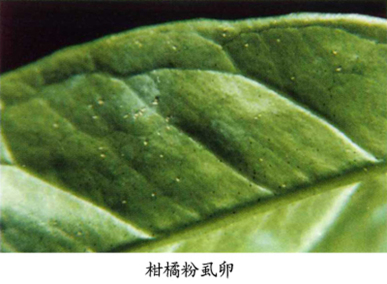 柑橘粉虱2