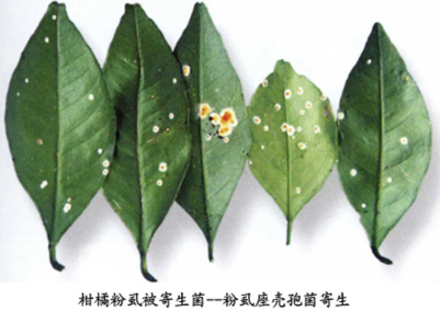柑橘粉虱5
