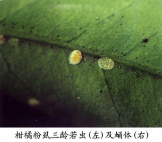 柑橘粉虱3